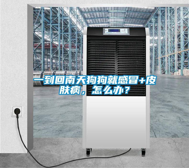 一到回南天狗狗就感冒+皮膚病，怎么辦？