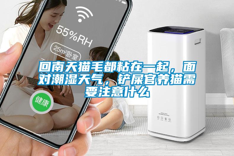 回南天貓毛都粘在一起，面對潮濕天氣，鏟屎官養貓需要注意什么