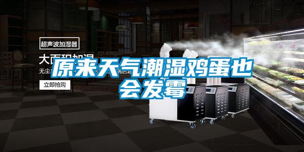 原來天氣潮濕雞蛋也會發(fā)霉