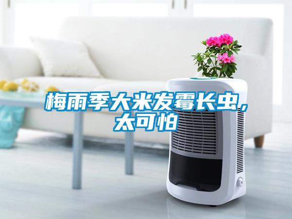 梅雨季大米發霉長蟲，太可怕