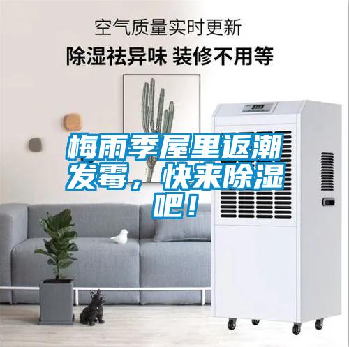 梅雨季屋里返潮發霉，快來除濕吧！