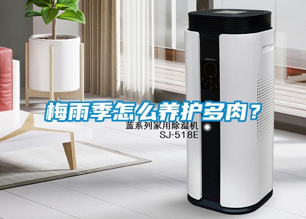 梅雨季怎么養護多肉？