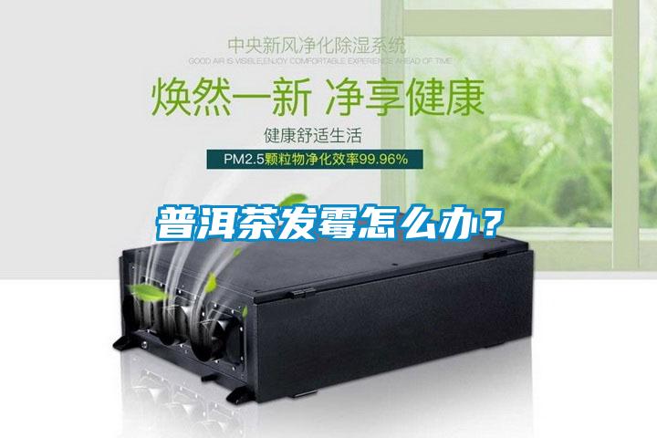 普洱茶發霉怎么辦？