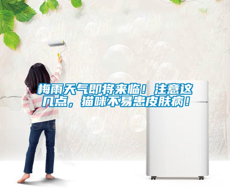 梅雨天氣即將來臨！注意這幾點，貓咪不易患皮膚病！