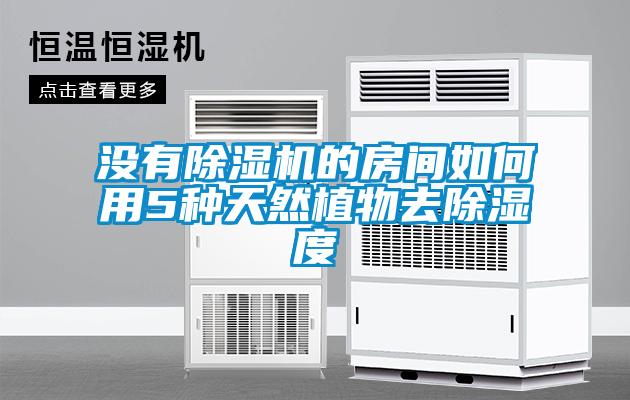 沒(méi)有除濕機(jī)的房間如何用5種天然植物去除濕度