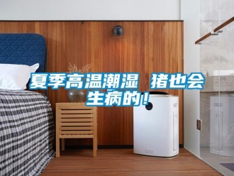 知識(shí)百科夏季高溫潮濕 豬也會(huì)生病的！